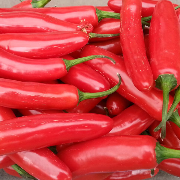 papryka serrano nasiona chili z Meksyku